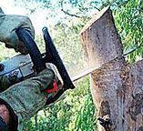 Best Emergency Tree Removal  in Lagrange, GA