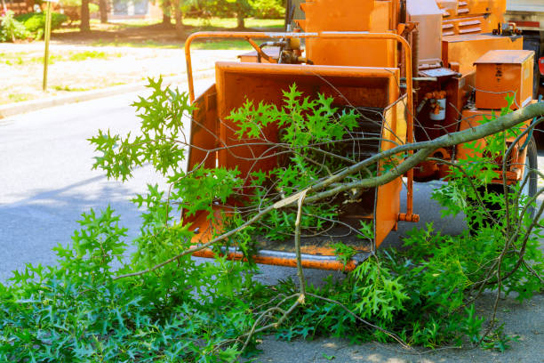 Best Fruit Tree Pruning  in Lagrange, GA