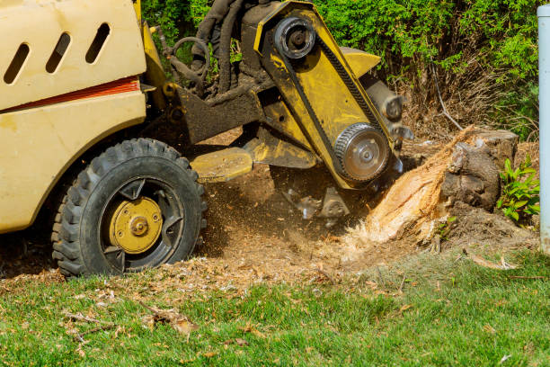 Best Pest Control for Lawns  in Lagrange, GA